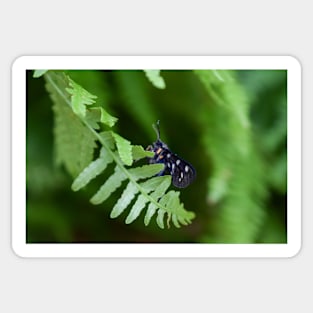 Nine-spotted moth on green leaf Sticker